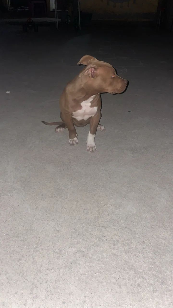 American bully  - Foto 2