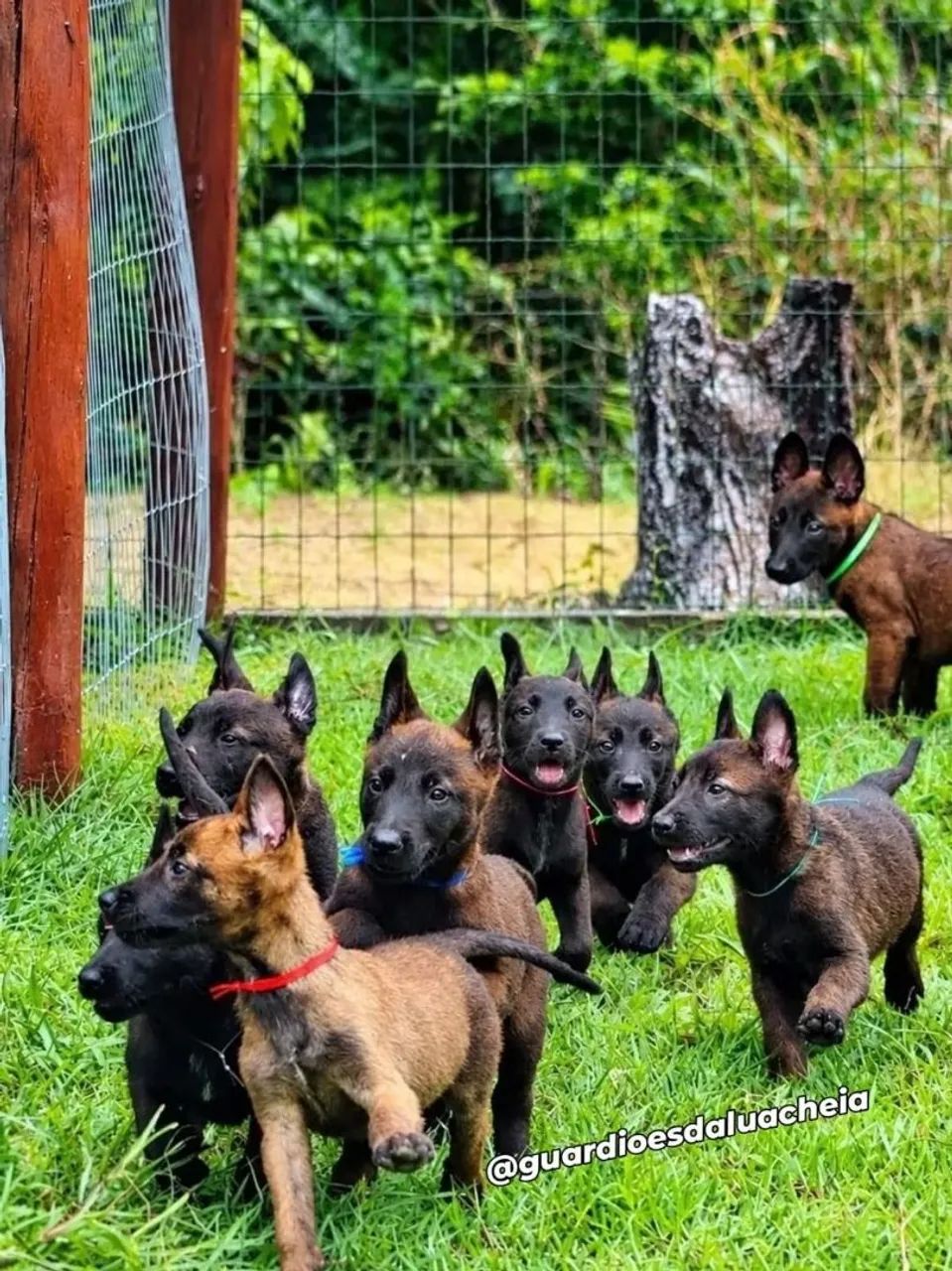 Malinois Filhotes CBKC - Foto 3