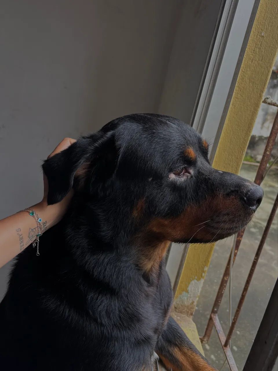 ROTTWEILER 3 ANOS - Foto 2