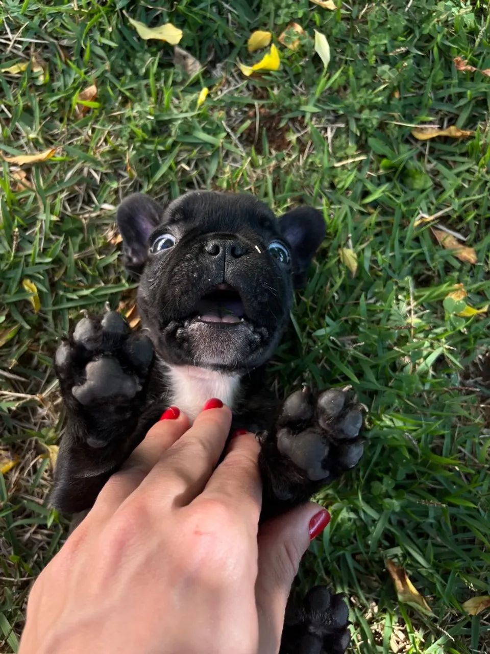Filhotes Bulldog Francês  - Foto 2