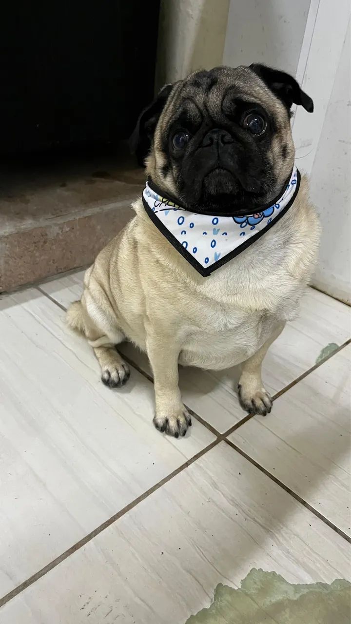 Pug para cruzar  - Foto 2