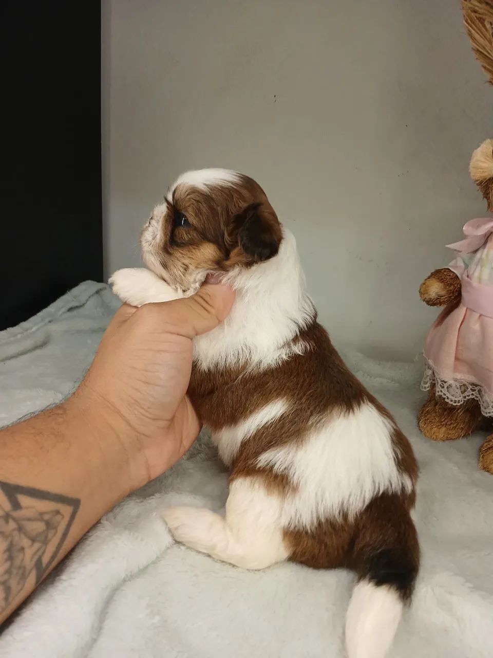 Filhote de shihtzu macho para reserva  - Foto 3
