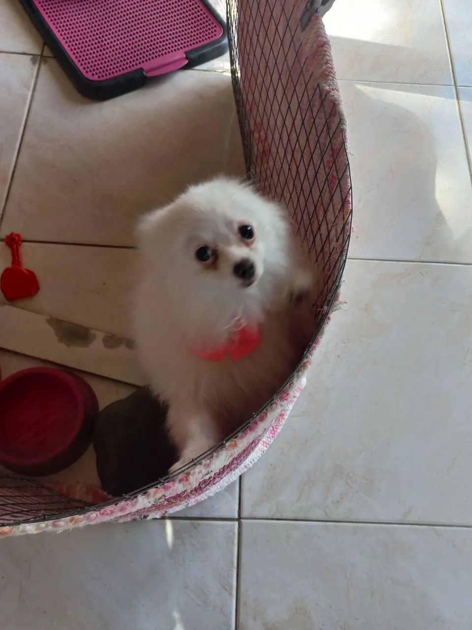 Vendo spitz alemão fêmea 