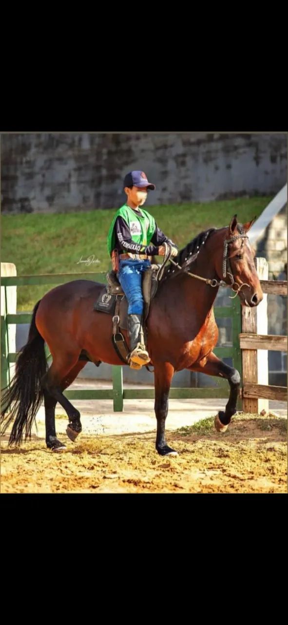 Cavalo mangalarga marchador 