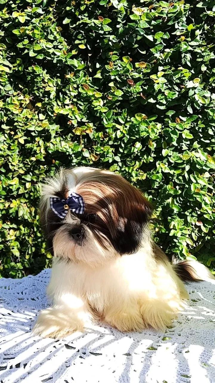 Shih tzu machinho - Foto 5