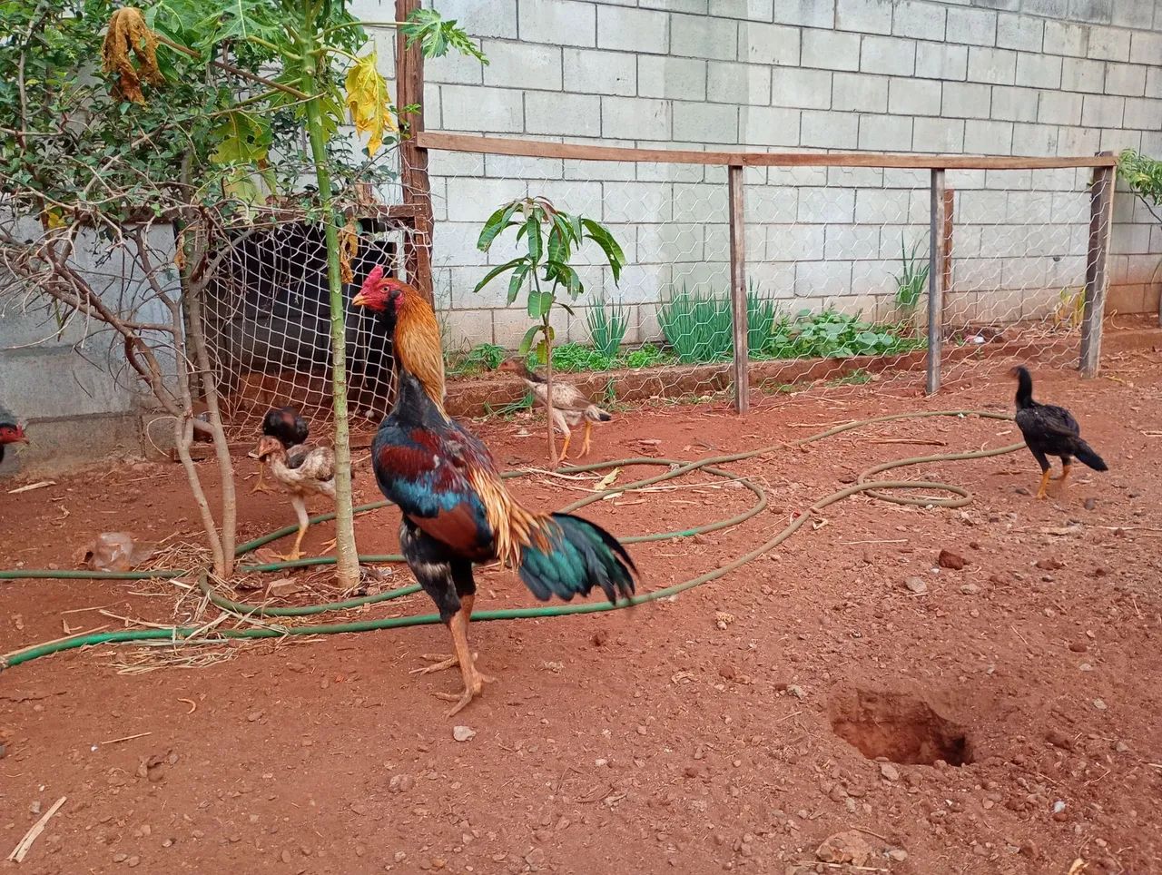 Galo - Foto 2