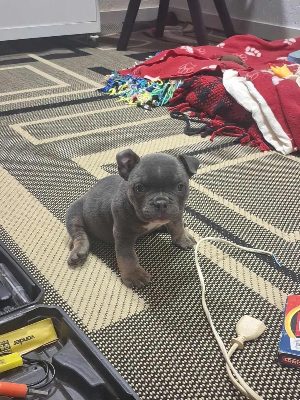 American bully 