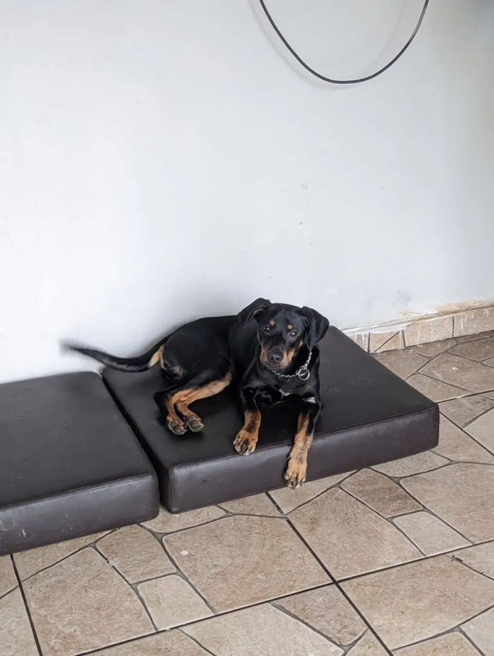 Adoção responsável - Foto 4