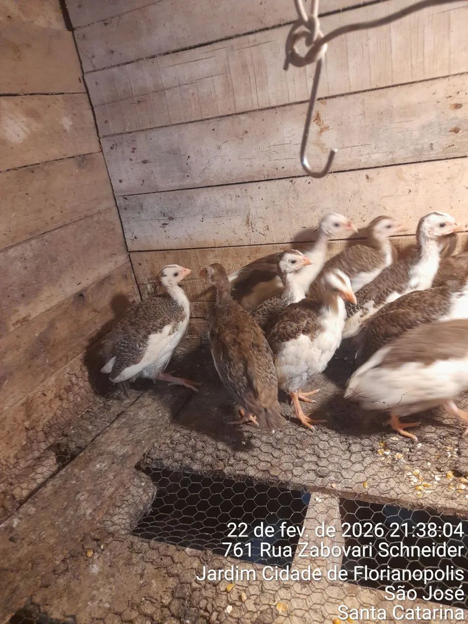 Vendo filhtes de galinha da angola 35 cada ou 4 por 120 reais  - Foto 4