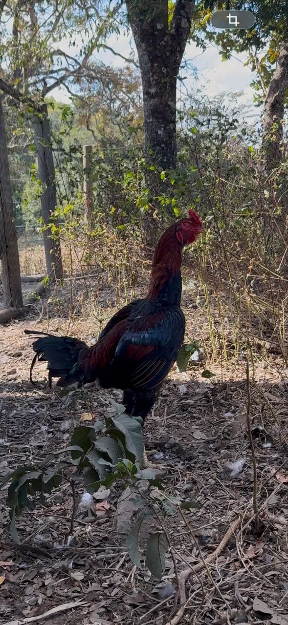 Frango indio gigante - Foto 2