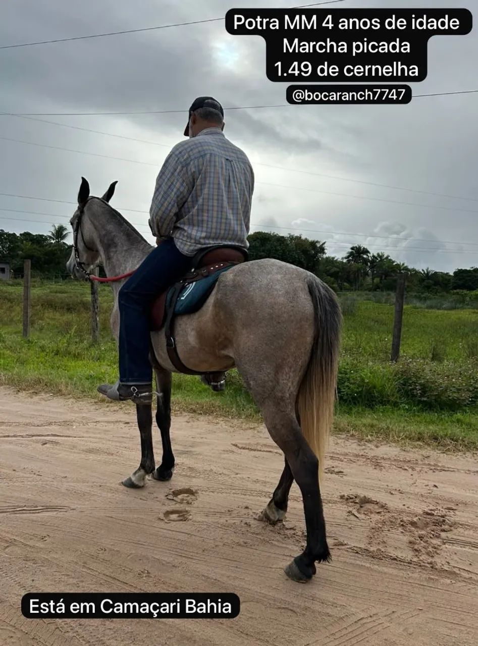 Égua MM - Foto 2