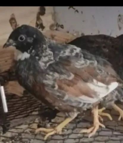 50 Ovos de codorna chinesa férteis 