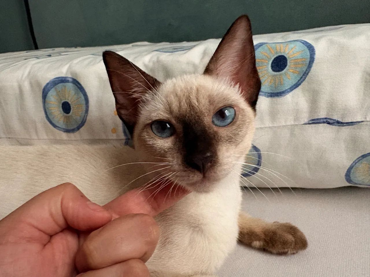 Doaçao de gatinhas - Foto 3