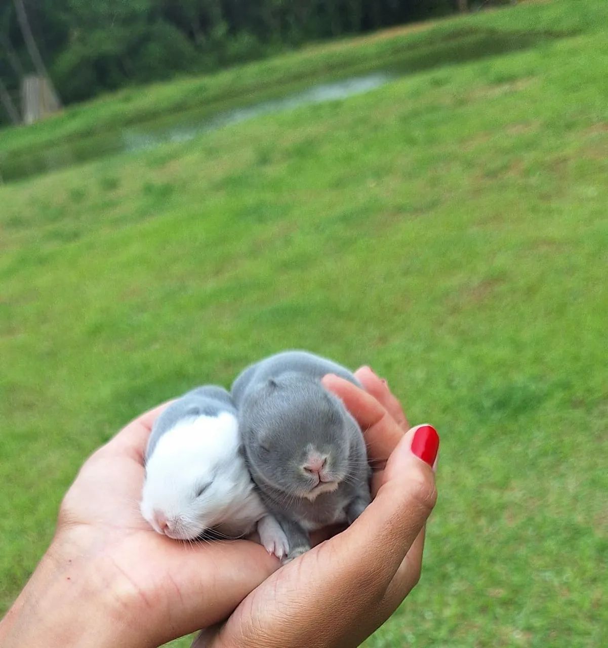 Mini rabbit Netherland Dwarf65171893374466124