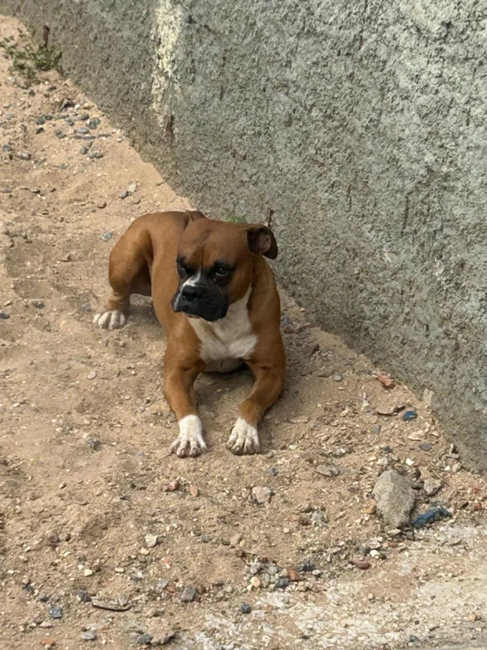 Doação Responsável - Boxer macho - Foto 2