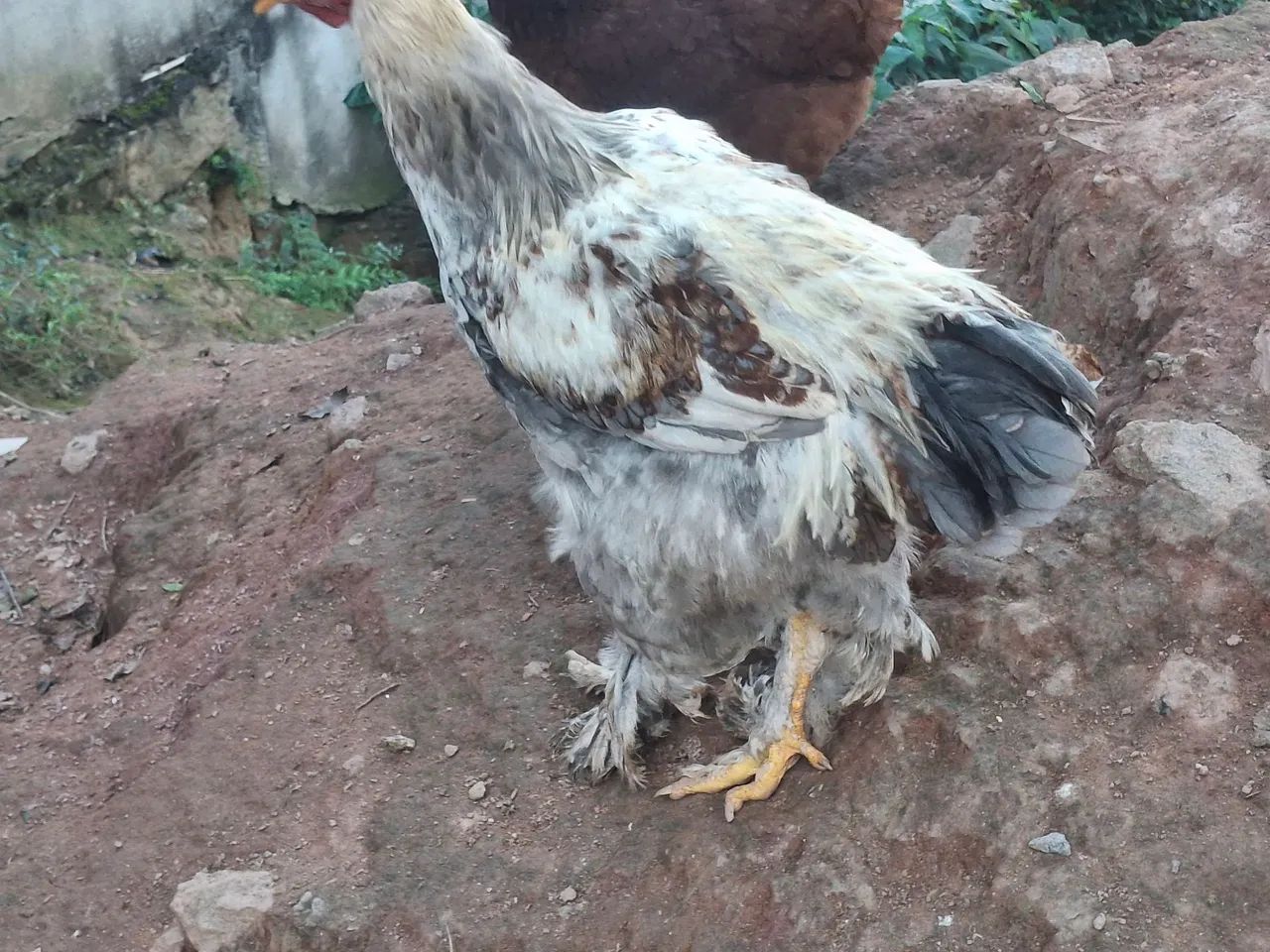 Frango Brahma Disponível! - Foto 2