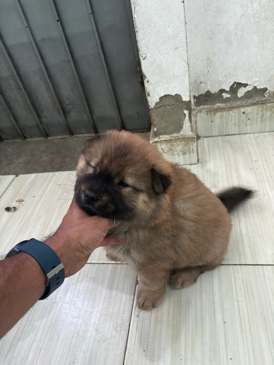 Chow chow filhote - Foto 3