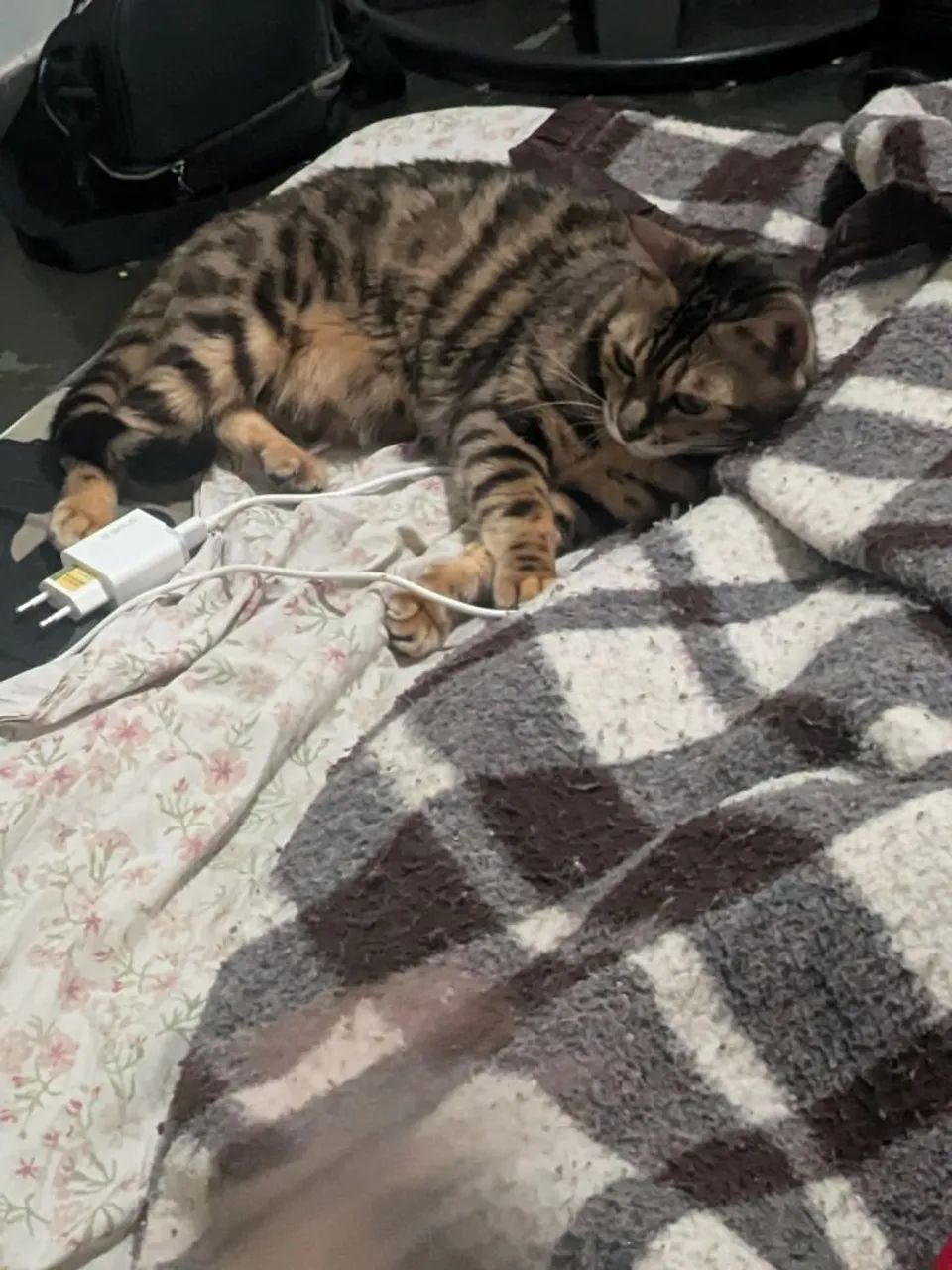 Gata bengal adulta acostumada na coleira  - Foto 3