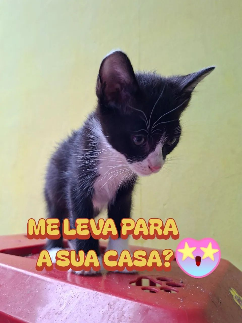 Doa-se Gatinhas - Foto 4