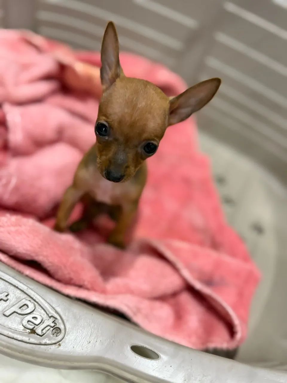 Pinscher - Foto 4