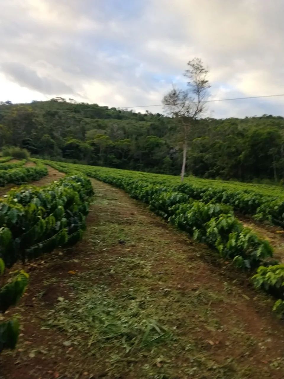 Fazenda no Bonito - Foto 5