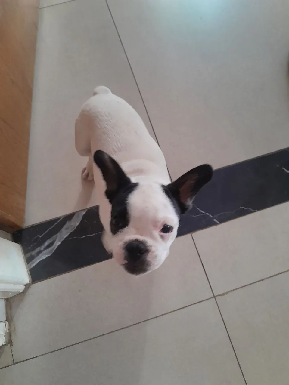 Bulldog Francês macho 