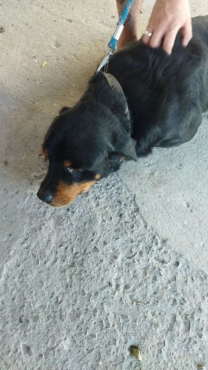 Doação de Rottweiler macho - Foto 2