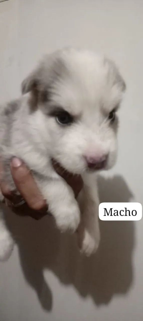 Filhotes de husky siberiano puro 