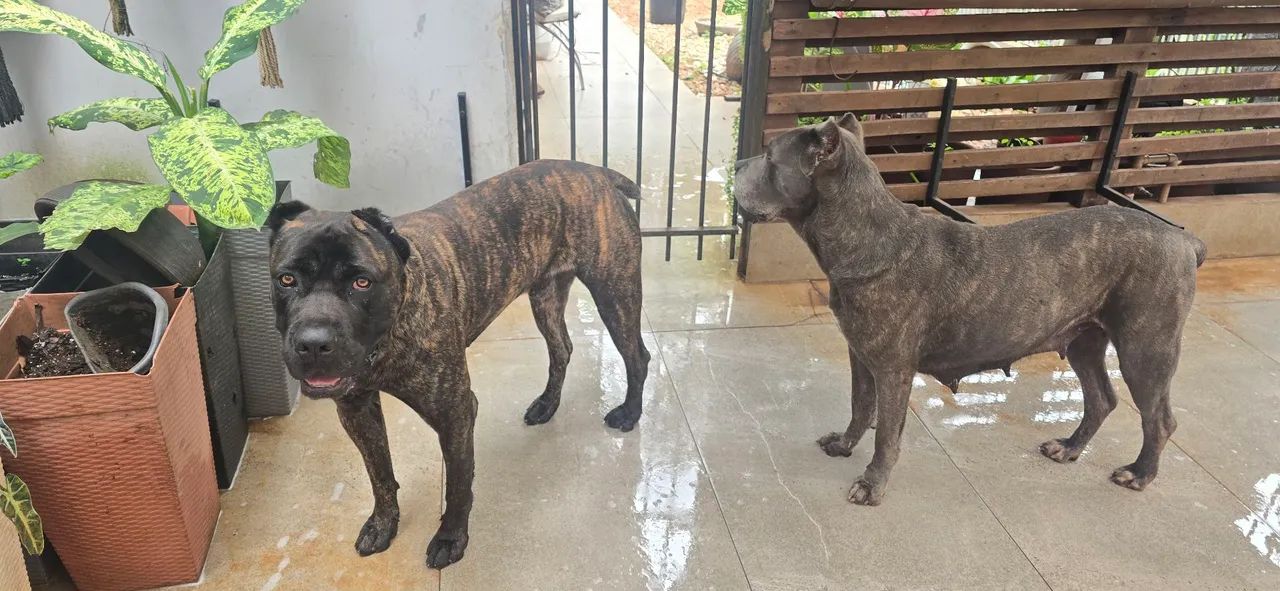 Reserva, Cane Corso,  filhotes com pedigree  - Foto 2