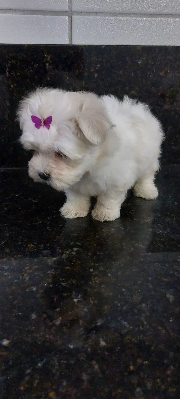 Maltês mini Femia - Foto 2