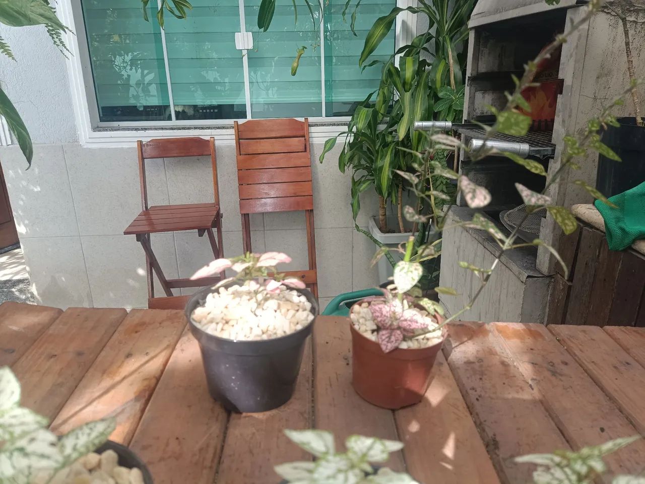 Lindas Mudas de Planta Confete no Vaso - Foto 5