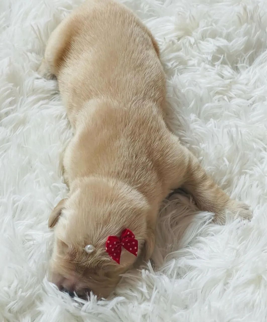 Fêmea Golden 