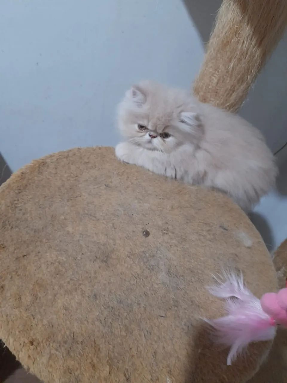 Filhotes de Gato Persa - Foto 6