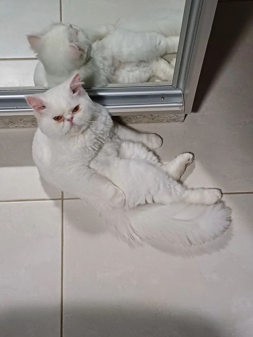 Doação gato persa branco, muito dócil!!  - Foto 3