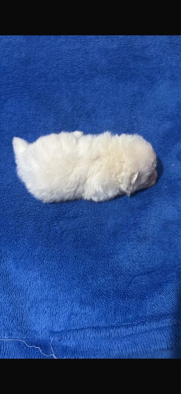 Vendo  - Foto 2