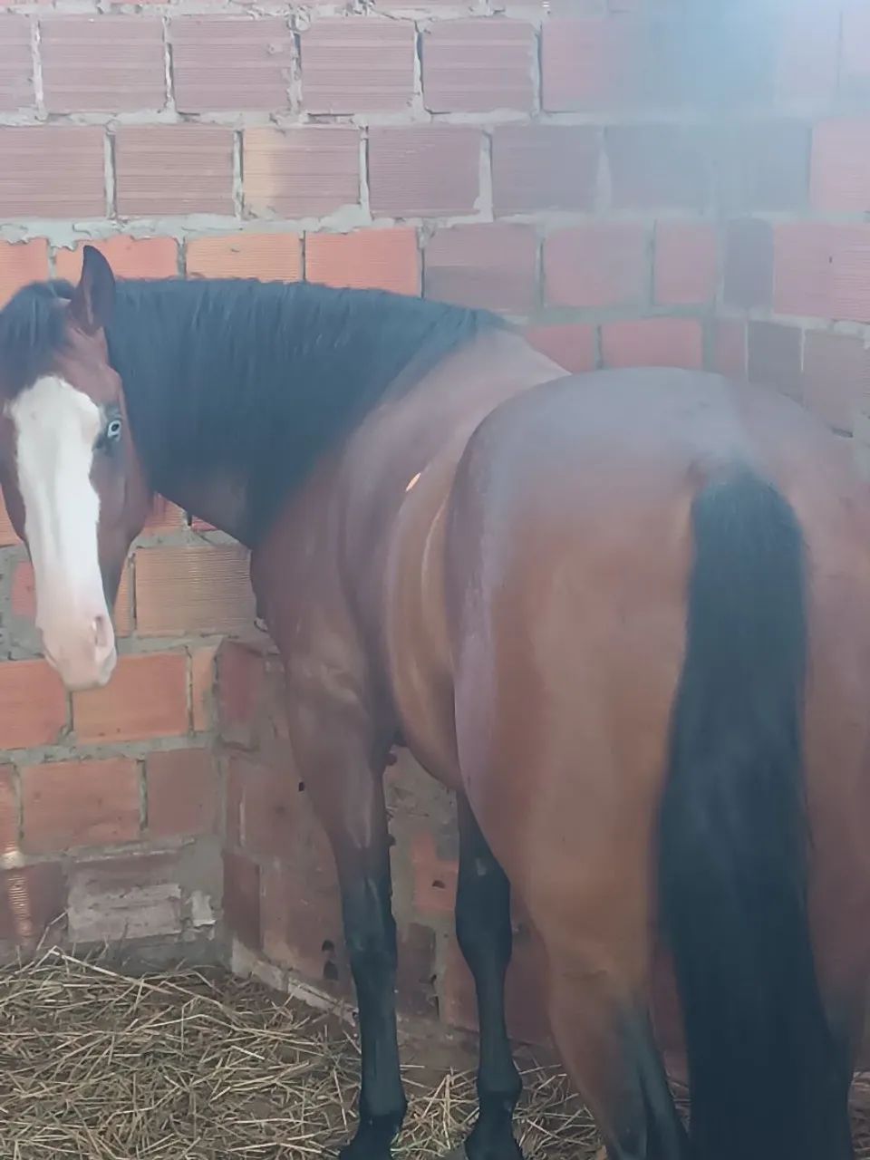 VENDE ESTE CAVALO
