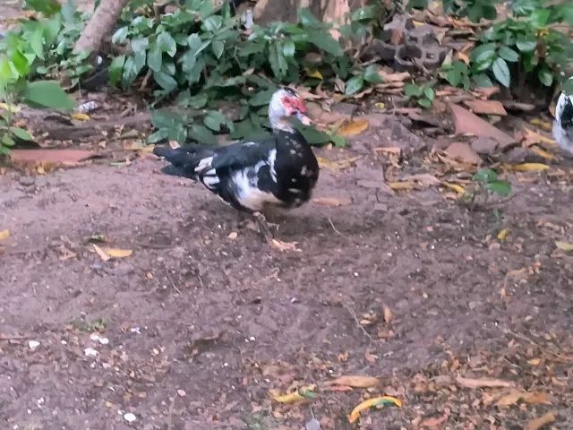 Pato - Foto 2