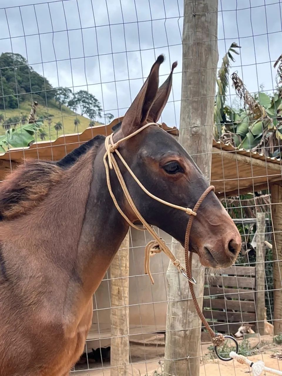 Burro vai faser 5 meses de idade lindo de morfologia extra de sela  - Foto 6