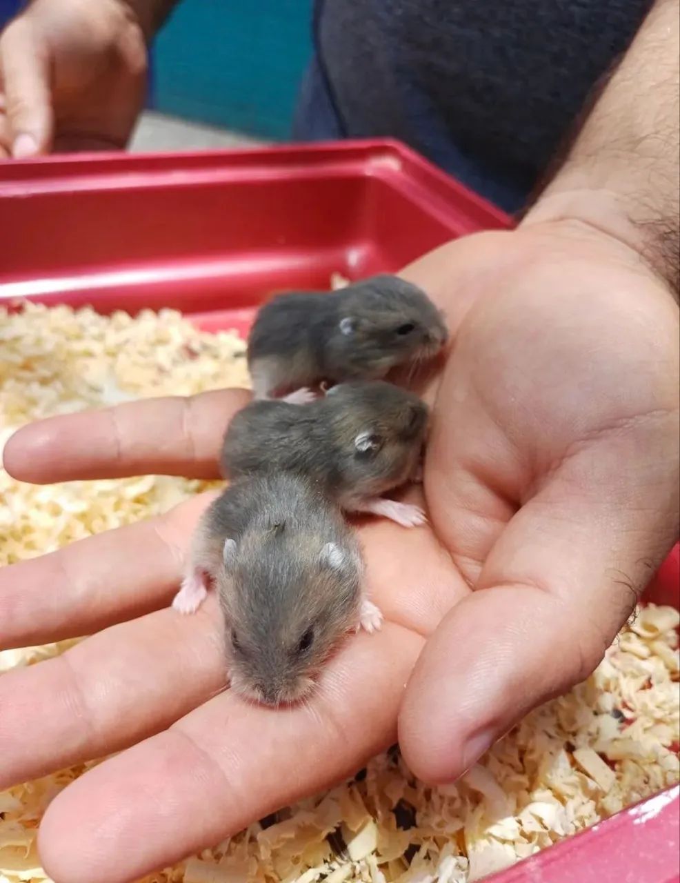 Hamster chinês - Foto 4