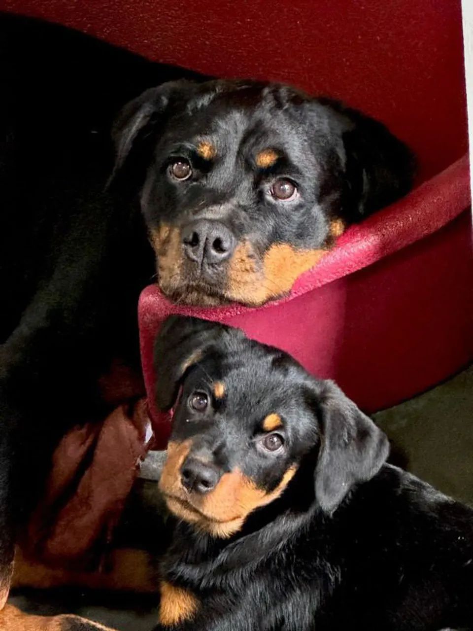 Filhote Rottweiler, O filhote dos seus sonhos pode ser seu hoje!