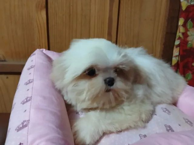 shihtzu femea