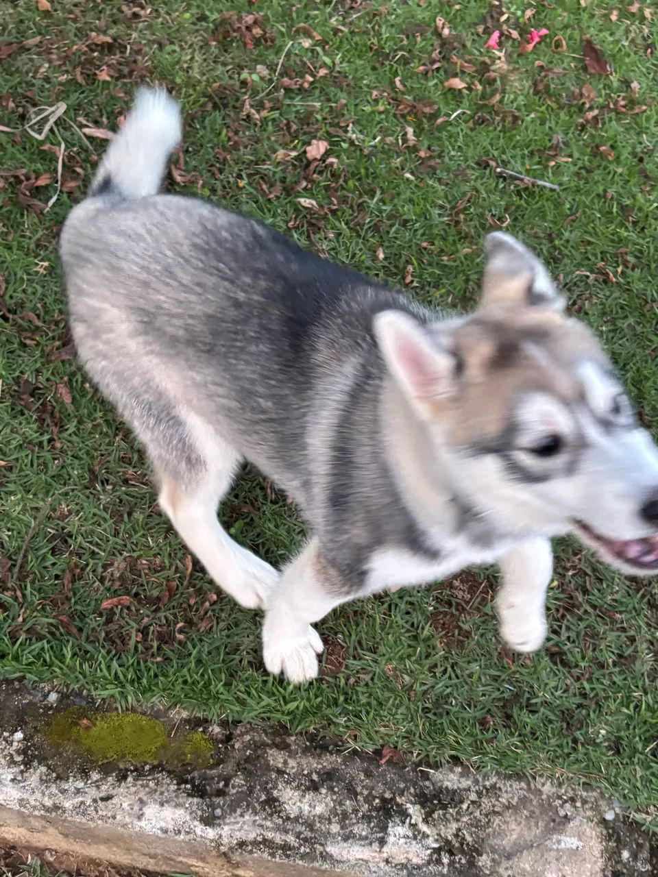 Filhote husky  - Foto 2