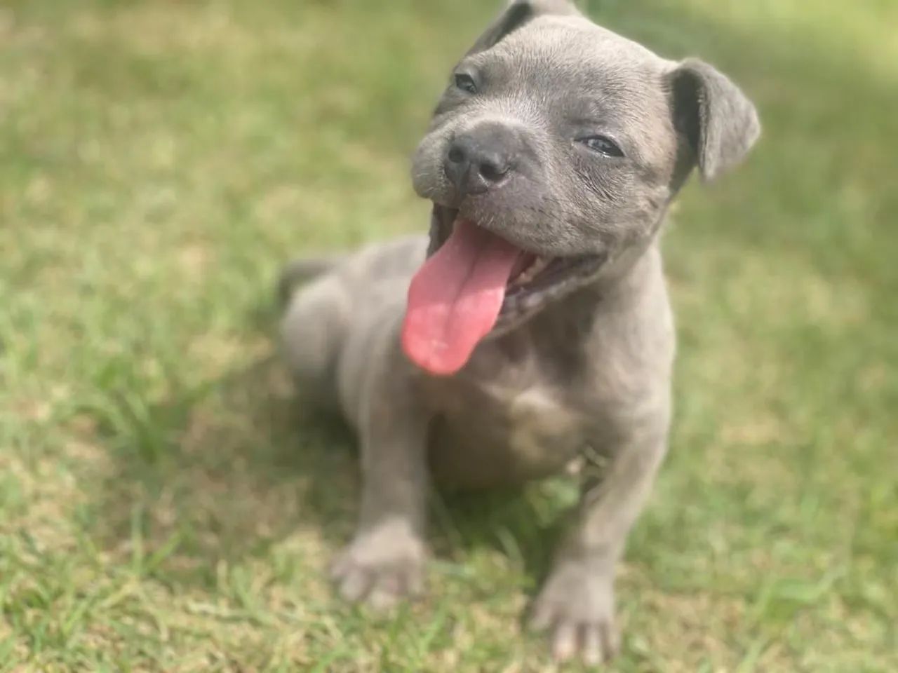 Cane corso com pedigree machos e fêmeas  - Foto 5