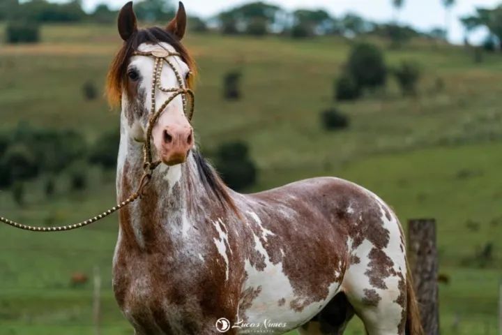 Potra Crioula Oveira - Foto 3