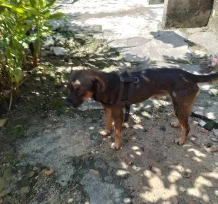 Cão Ideal para Proteção e Alerta - Procura um Lar! - Foto 3