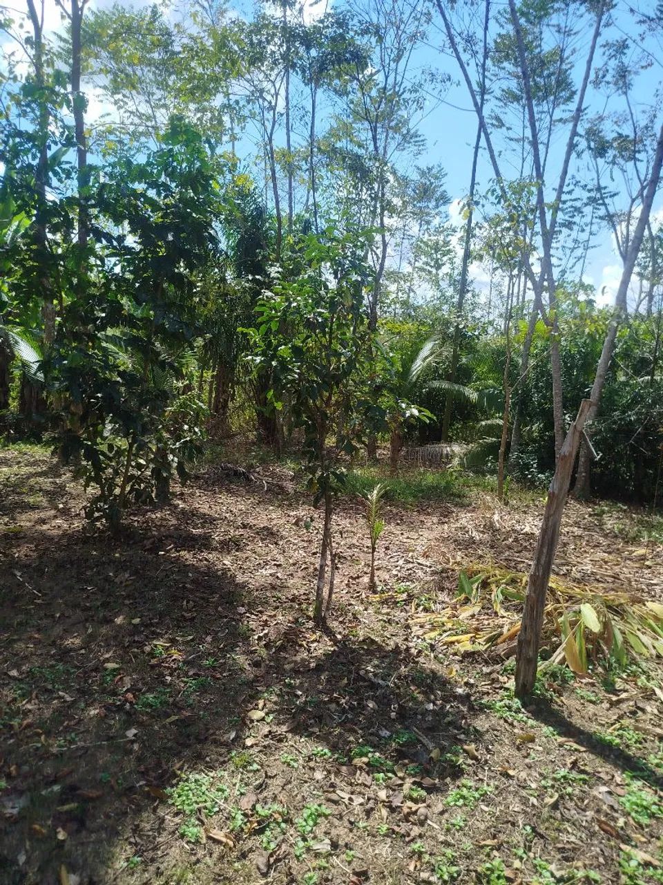 Vendo ou troco esse citio  - Foto 5