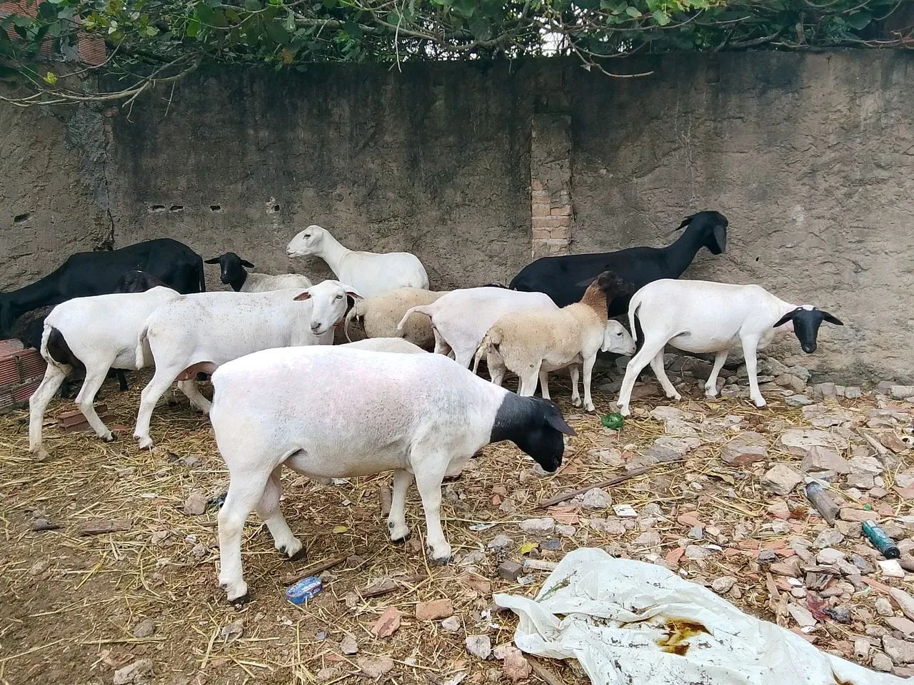 Animais de estimação 