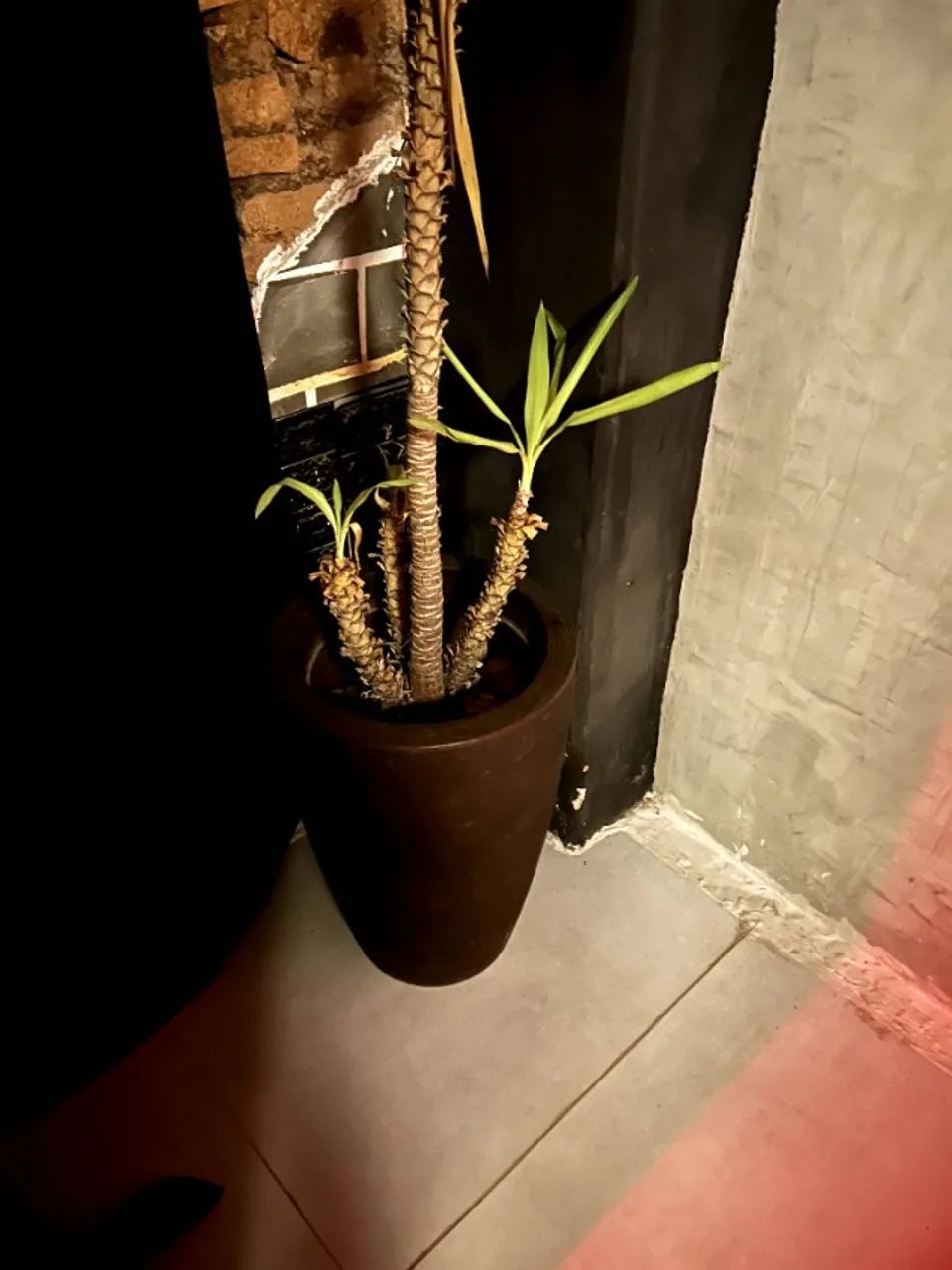 Jarro planta - Foto 2