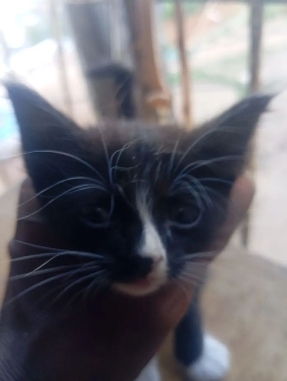 DOAÇÃO DE GATOS - Foto 2