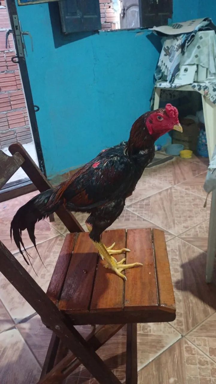 vendo frango  - Foto 2